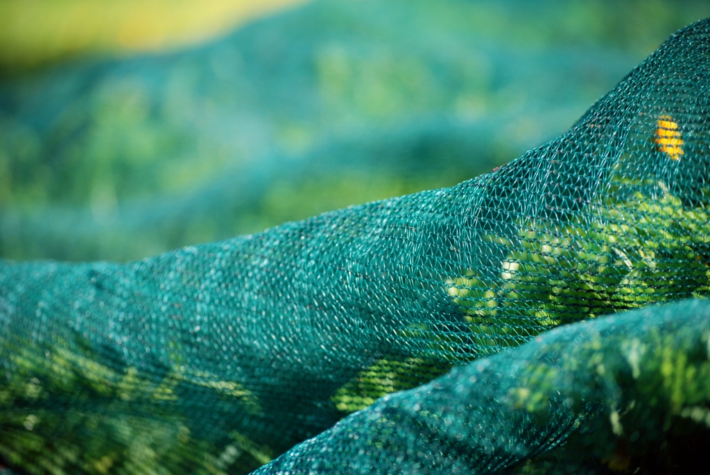 Ελαιόδιχτυα