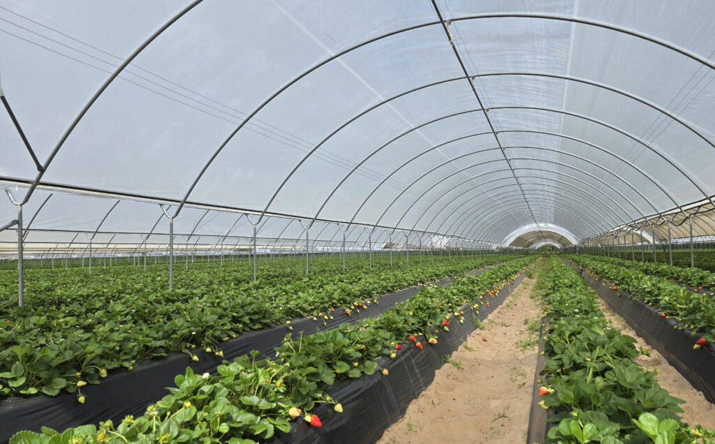 Θερμοκήπια Lingord