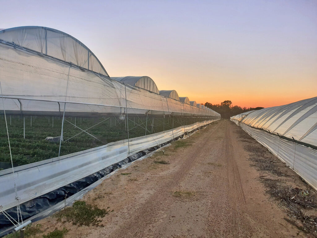 Καλύμματα Θερμοκηπίων Lingord